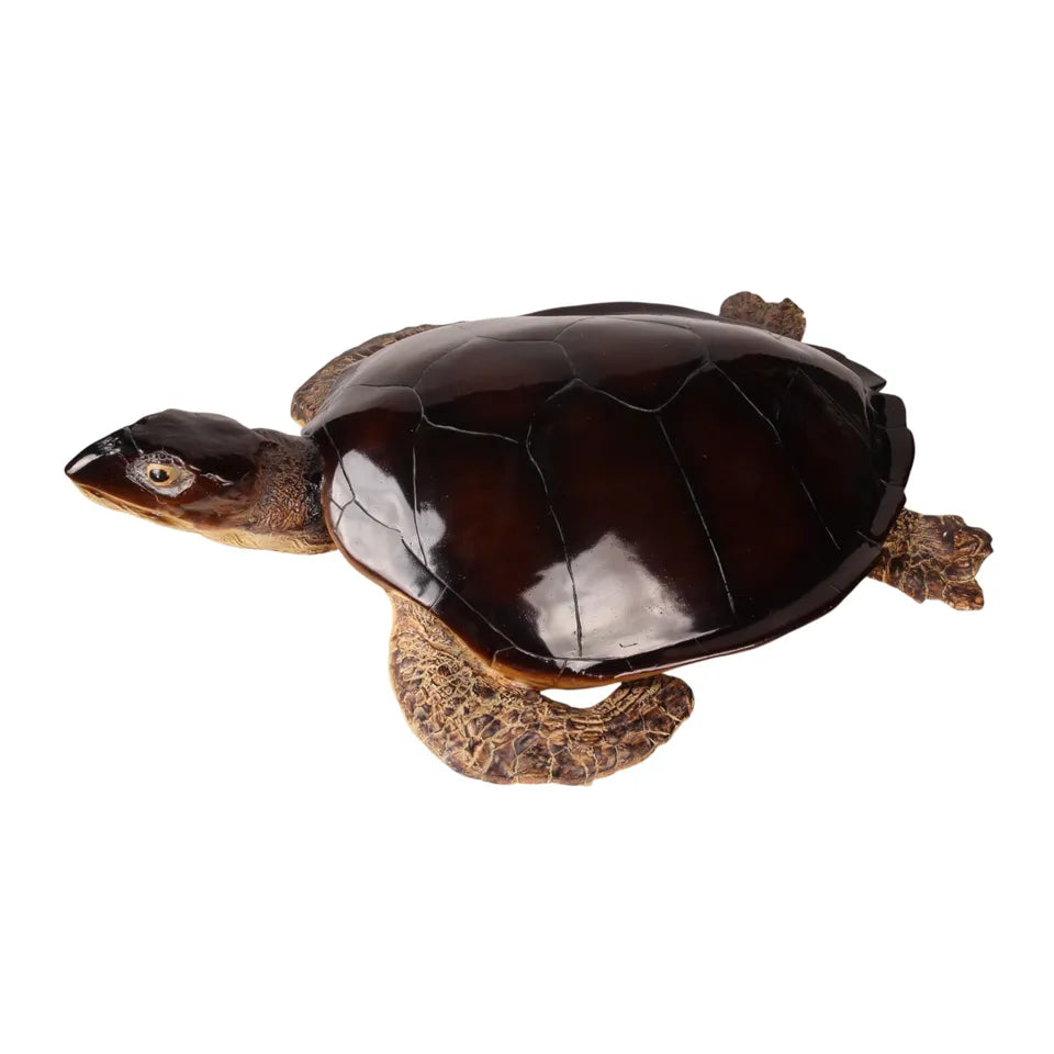 Schildpad Beeld Groot