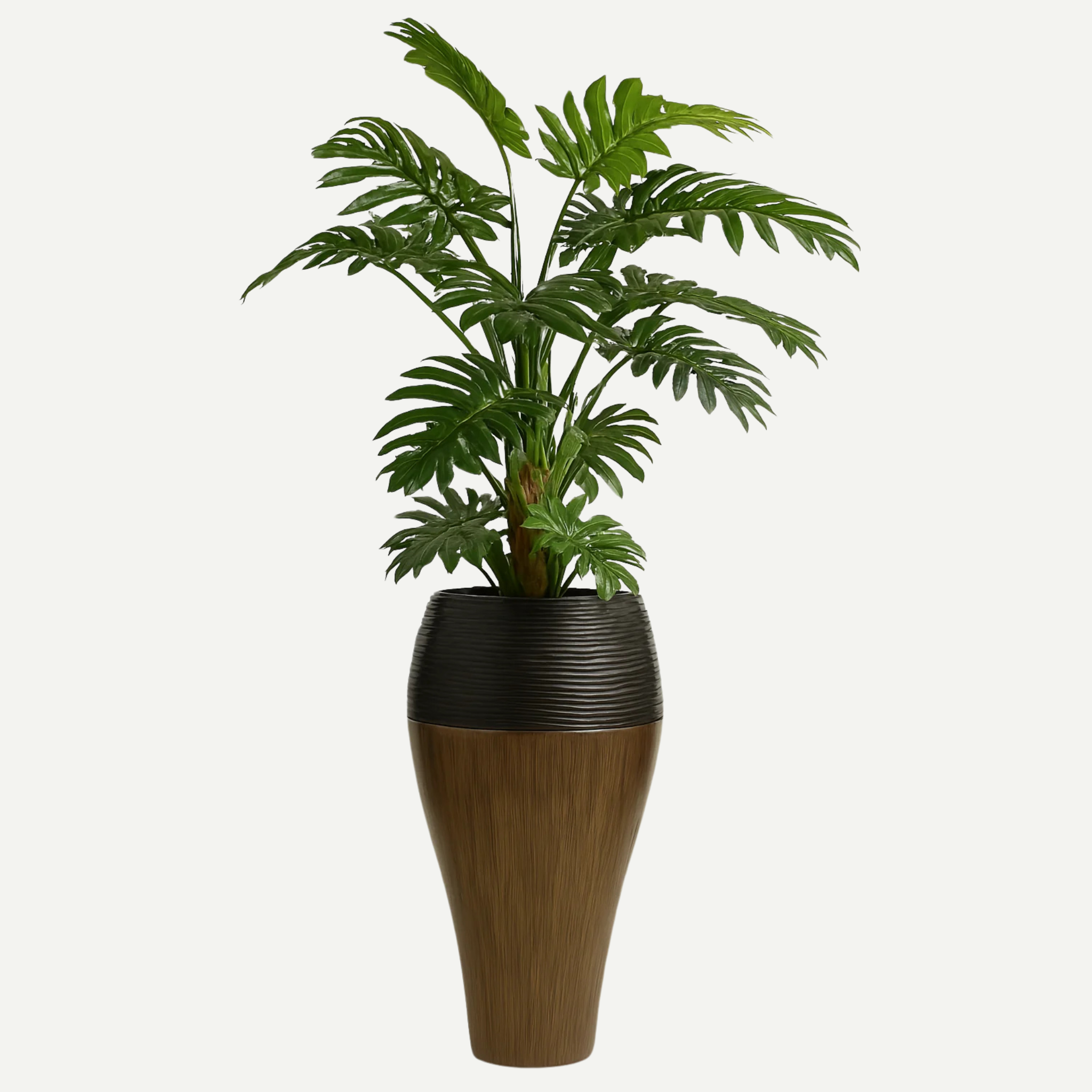 Luxe Philodendron Selloum in Vaas